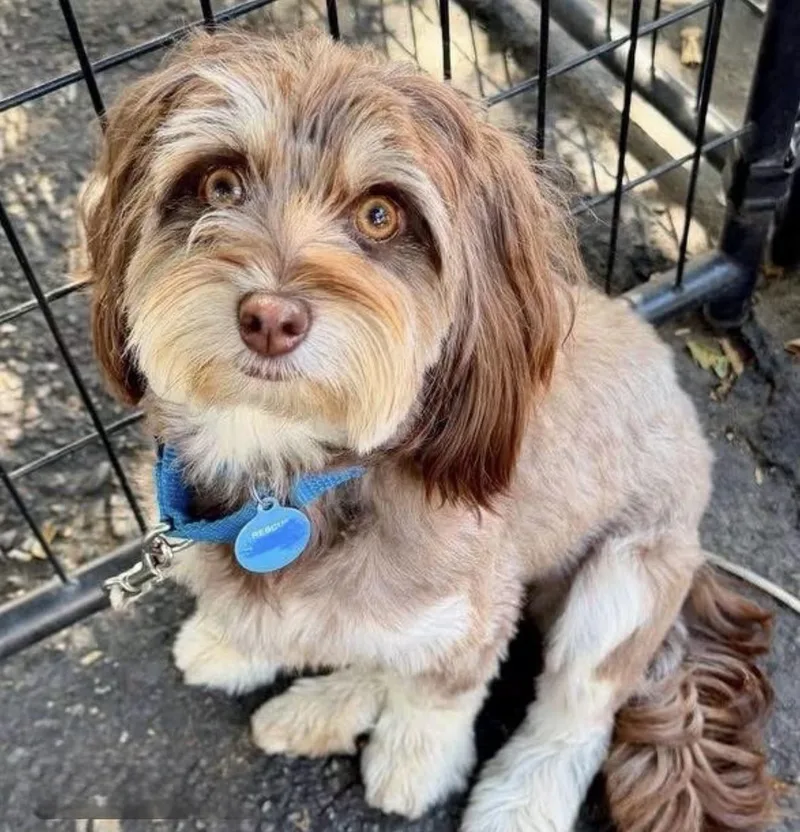 An adult small-sized female Yellow / Tan / Blond / Fawn Havanese dog named Virginia for adoption in Santa Rosa, CA