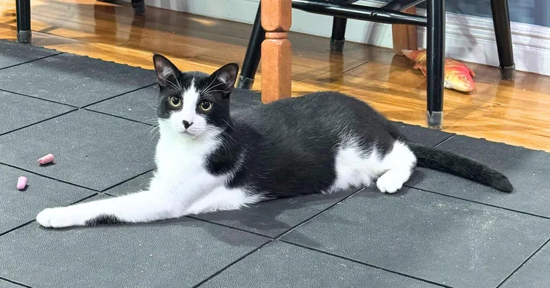 Mung Daal & Schnitzel thumbnail 3