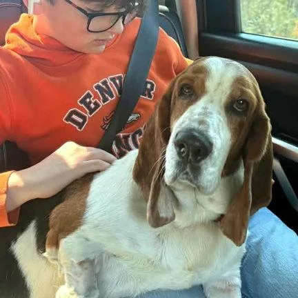 A young medium-sized female Basset Hound dog named Dixie for adoption in Mays Landing, NJ