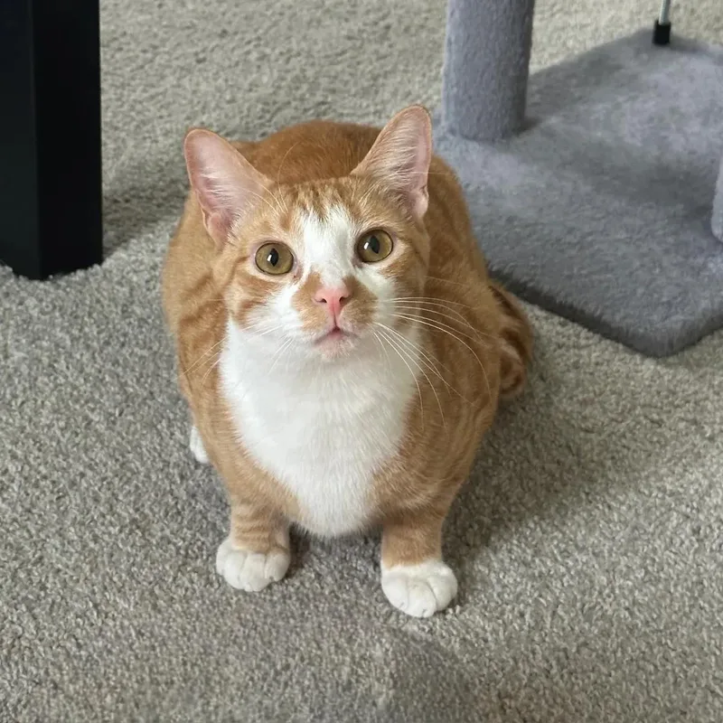A young medium-sized male Orange & White Domestic Short Hair cat named Ryder  Our Longest for adoption in Mount Pleasant, SC