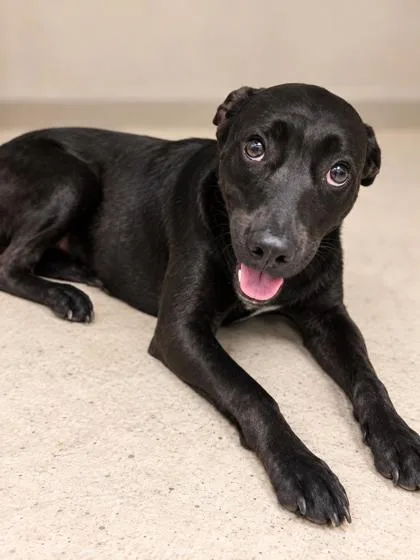 An adult medium-sized female Retriever dog named Dawn for adoption in Gulfport, MS