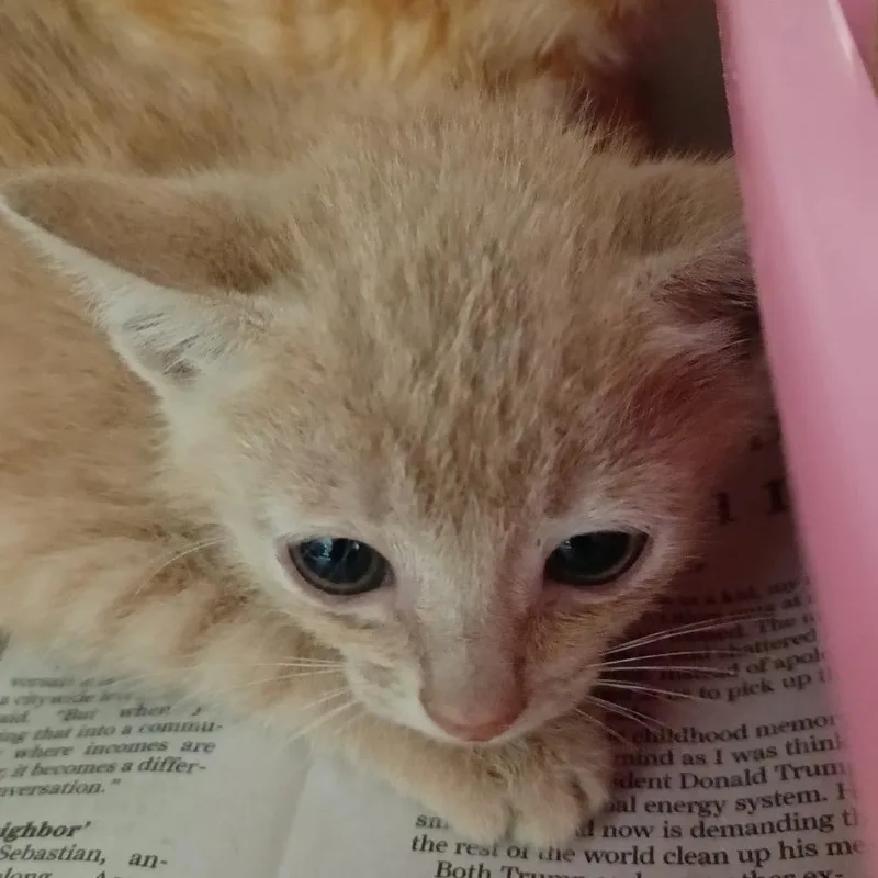A baby small-sized female Orange / Red Domestic Short Hair cat named Uranus for adoption in Galveston, TX