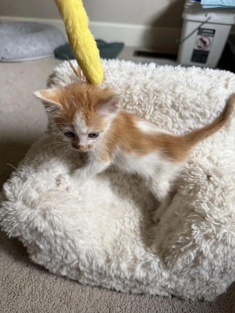 A baby small-sized male Orange & White Domestic Short Hair cat named Cheerio for adoption in Evergreen, CO