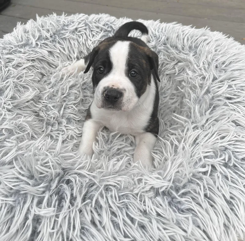 Charlie Brown thumbnail 2