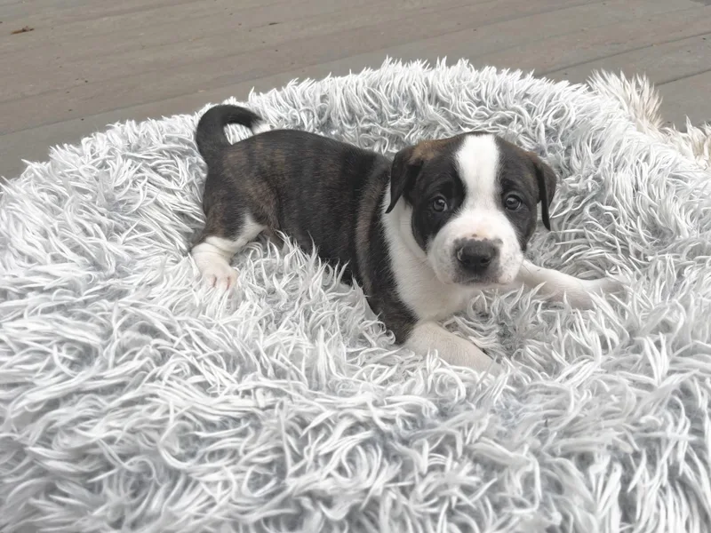 Charlie Brown thumbnail 3