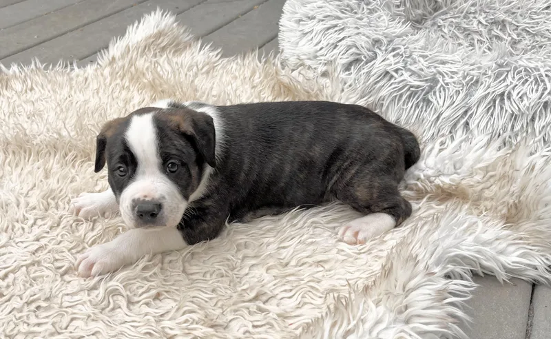 Charlie Brown thumbnail 5