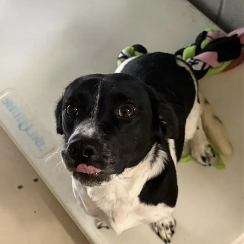 An adult medium-sized female Black Mixed Breed dog named Roo for adoption in Logan, OH