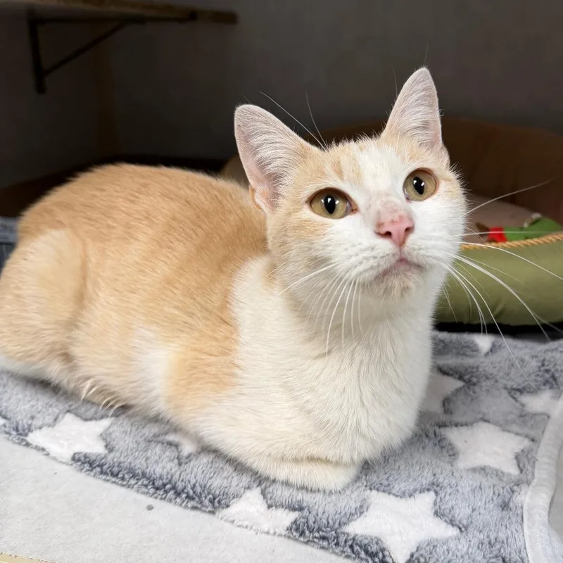 A young small-sized female Domestic Short Hair cat named Tini for adoption in Stillwater, OK
