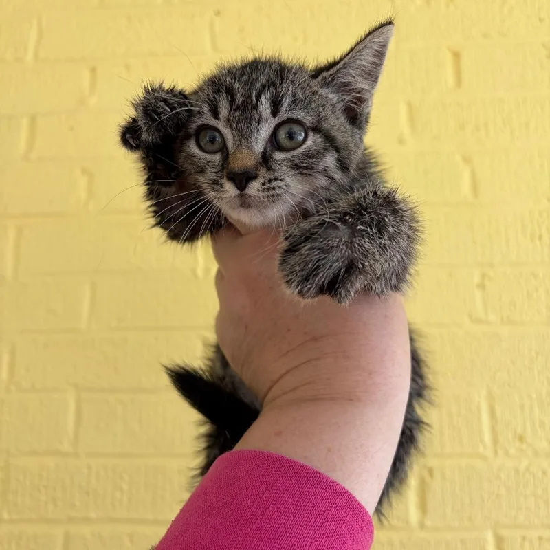 A baby small-sized female Gray / Blue / Silver Domestic Short Hair cat named Lucy for adoption in Granville, OH