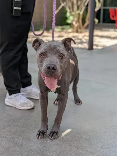 A senior large-sized male Pit Bull Terrier dog named Satchmo for adoption in Tucson, AZ