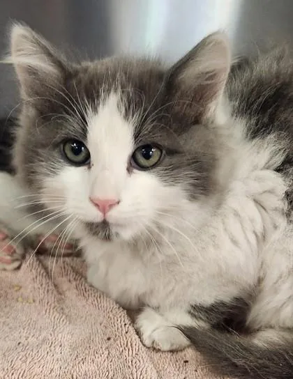 A young small-sized male Domestic Long Hair cat named Sailor for adoption in Roseville, CA