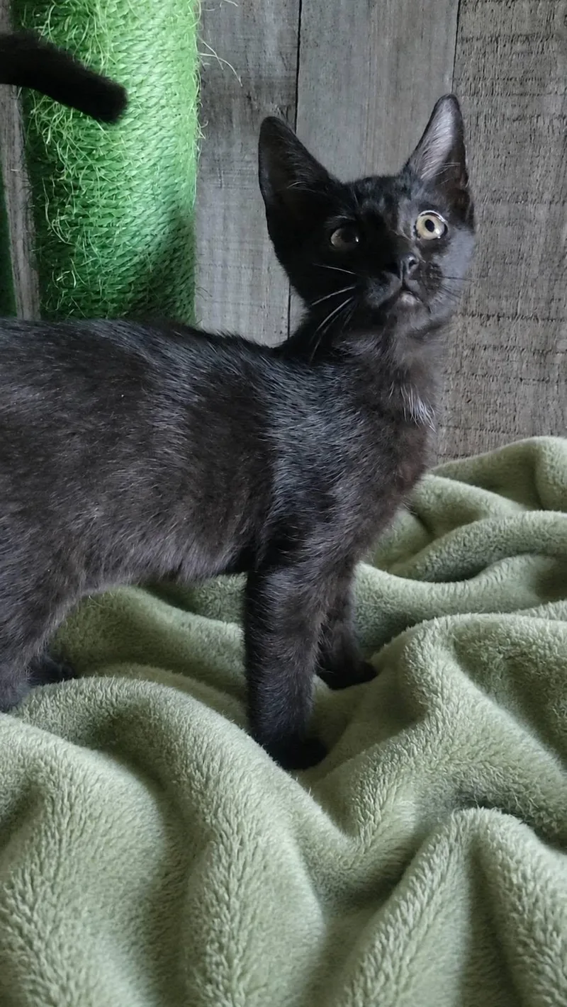 A baby medium-sized male Black Domestic Short Hair cat named Bristol for adoption in Queen Creek, AZ