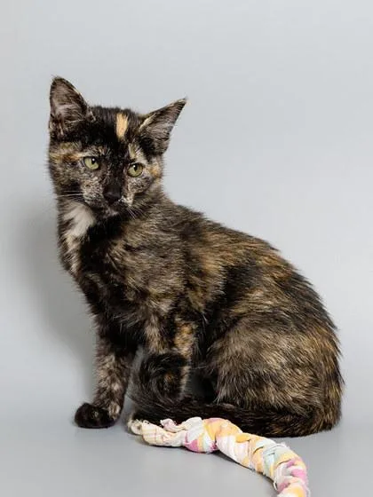 A baby small-sized female Domestic Short Hair cat named Giada for adoption in Longmont, CO