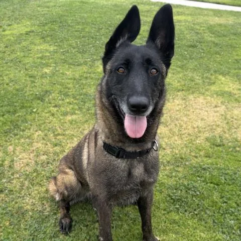 Kali