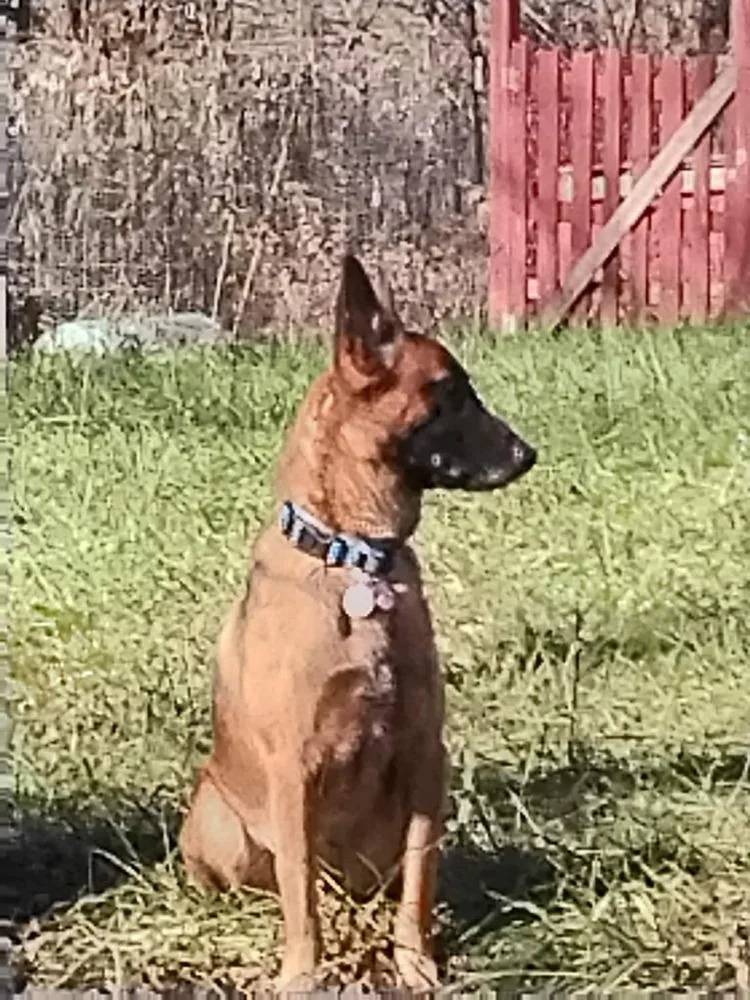 Lily Located In Kansas thumbnail 4