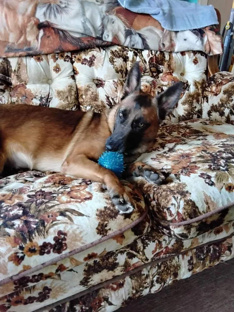 Lily Located In Kansas thumbnail 5