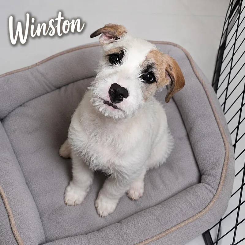 A baby medium-sized male White / Cream Terrier dog named Winston for adoption in Momence, IL