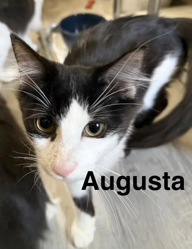 A baby medium-sized female Domestic Medium Hair cat named Augusta for adoption in Zimmerman, MN
