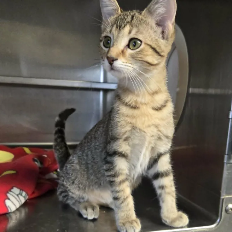 A baby medium-sized female Tabby (Brown / Chocolate) Domestic Short Hair cat named Shine for adoption in Watertown, WI