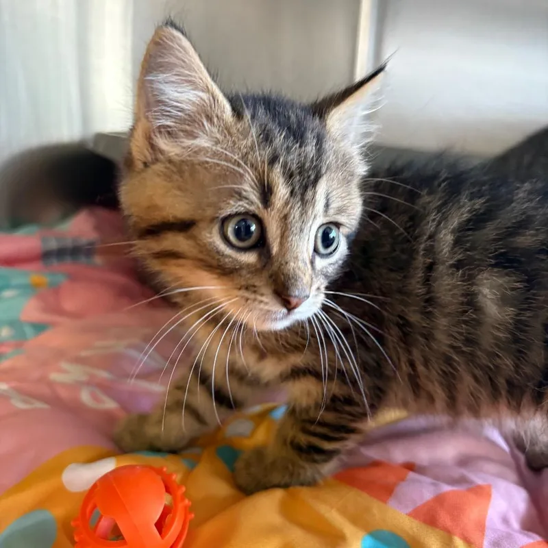 A baby small-sized male Brown / Chocolate Domestic Short Hair cat named Donkey for adoption in Manhattan, KS