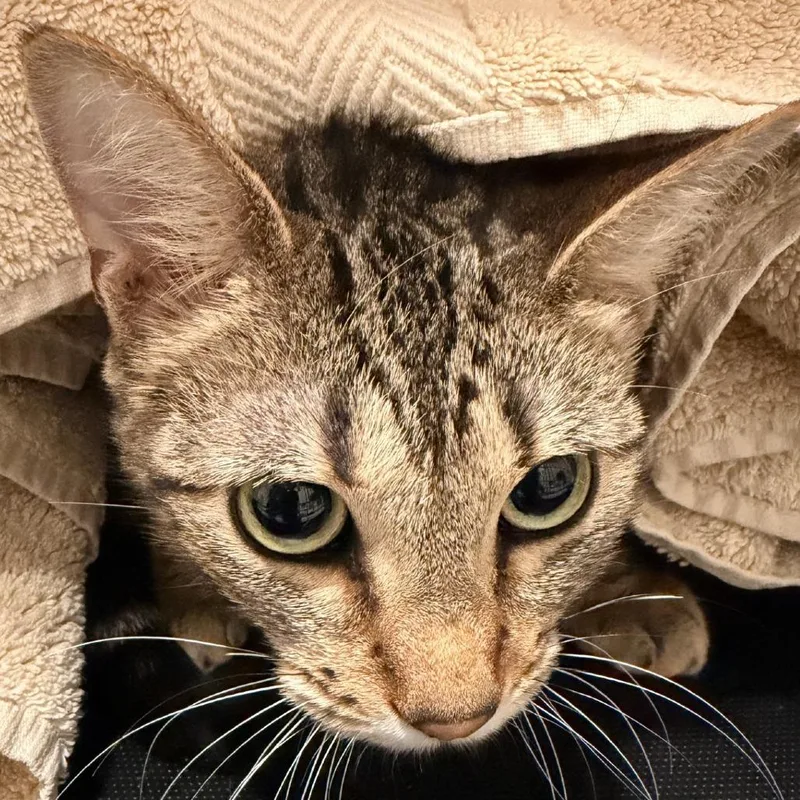 An adult medium-sized female Brown / Chocolate Domestic Short Hair cat named MelodyCity of Industry Location for adoption in Chino Hills, CA