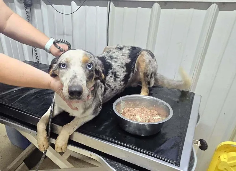 A young medium-sized male Australian Shepherd dog named Gamma for adoption in Waverly, OH