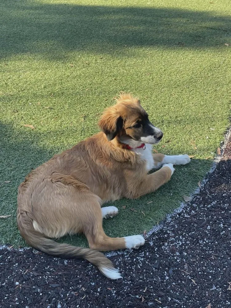 Willow Fl thumbnail 3