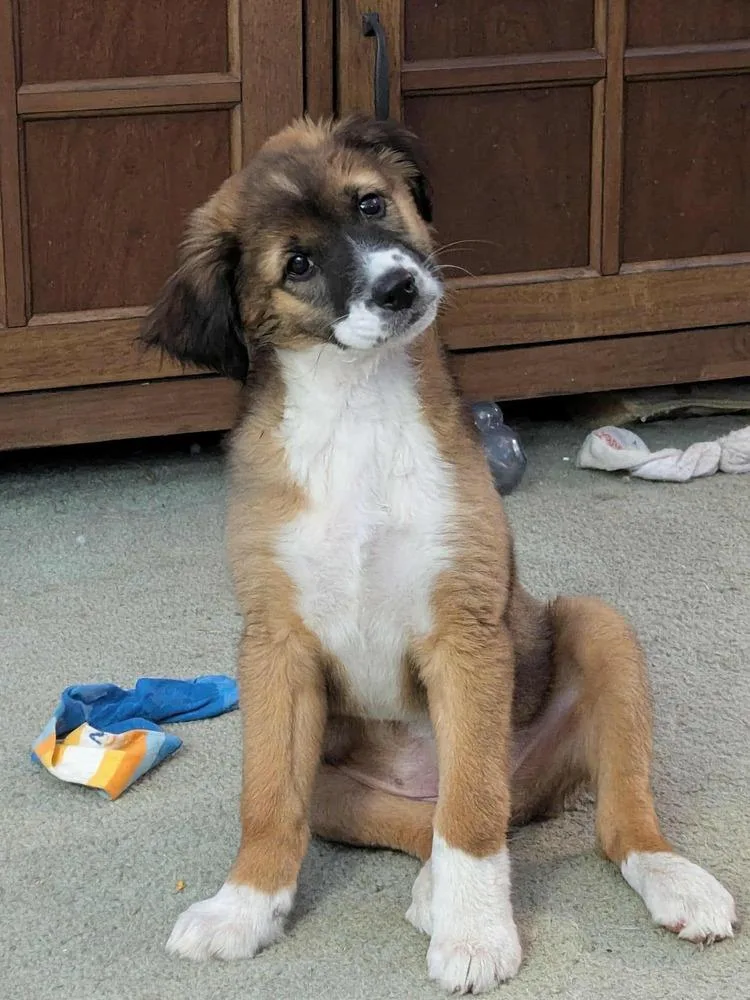 Willow Fl thumbnail 6