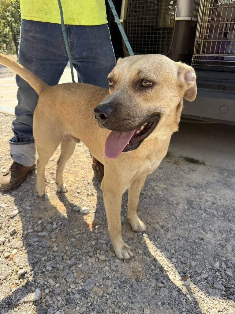 A young large-sized male Mixed Breed dog named Hopscotch for adoption in Lawrenceburg, TN