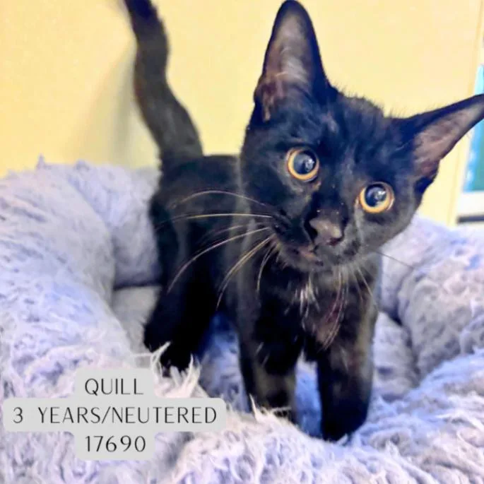 An adult medium-sized female Black Domestic Short Hair cat named Quill for adoption in Supply, NC