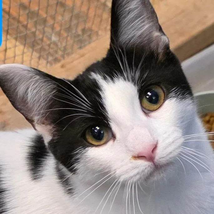 A young small-sized female Black Domestic Short Hair cat named Samantha for adoption in Frederick, MD