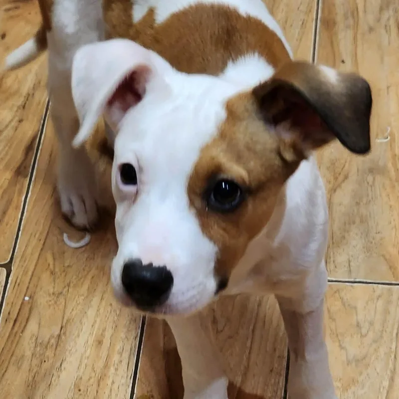 A baby small-sized male White / Cream Beagle dog named Wally for adoption in East Flat Rock, NC