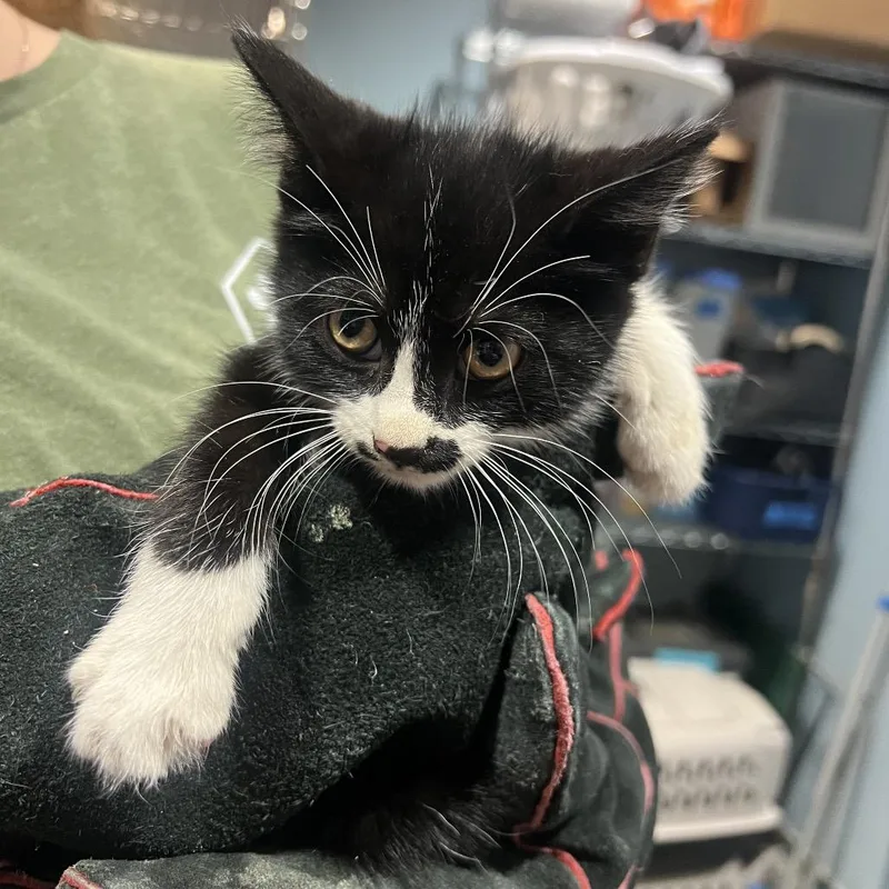A baby small-sized male Black Domestic Short Hair cat named Mustache for adoption in Chattanooga, TN