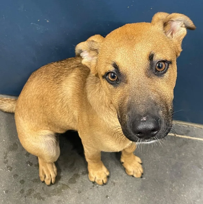 A baby large-sized male Mixed Breed dog named Webster for adoption in Henderson, NC