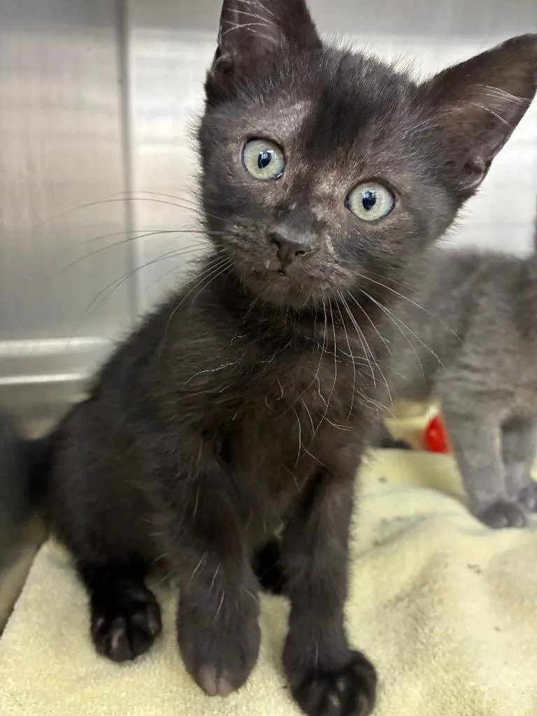 A baby small-sized male Domestic Short Hair cat named Artichoke for adoption in Hartsville, SC