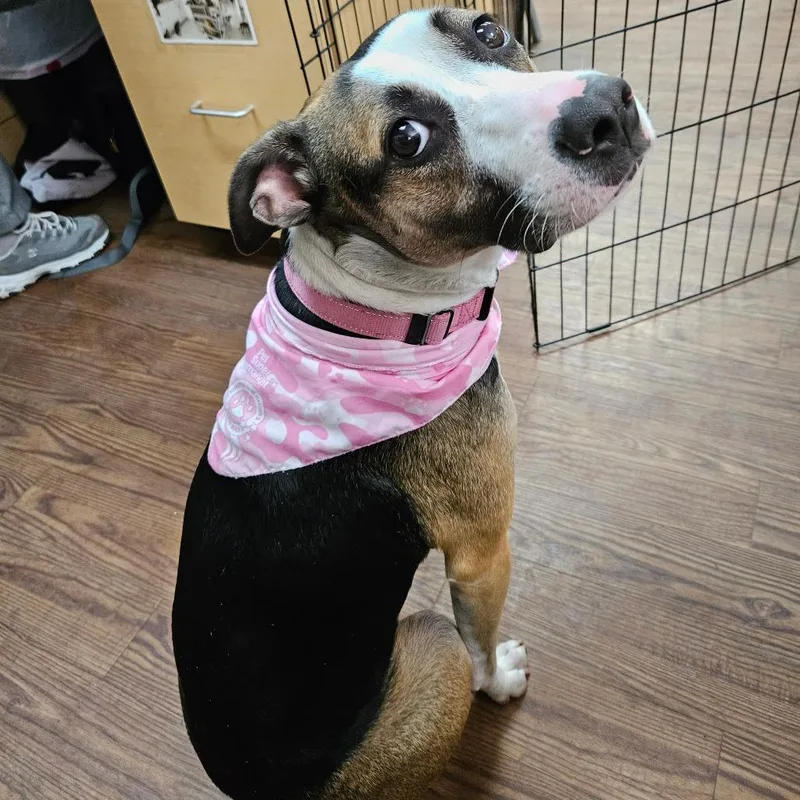 An adult medium-sized female Black Mixed Breed dog named Birdie for adoption in Lakeland, FL