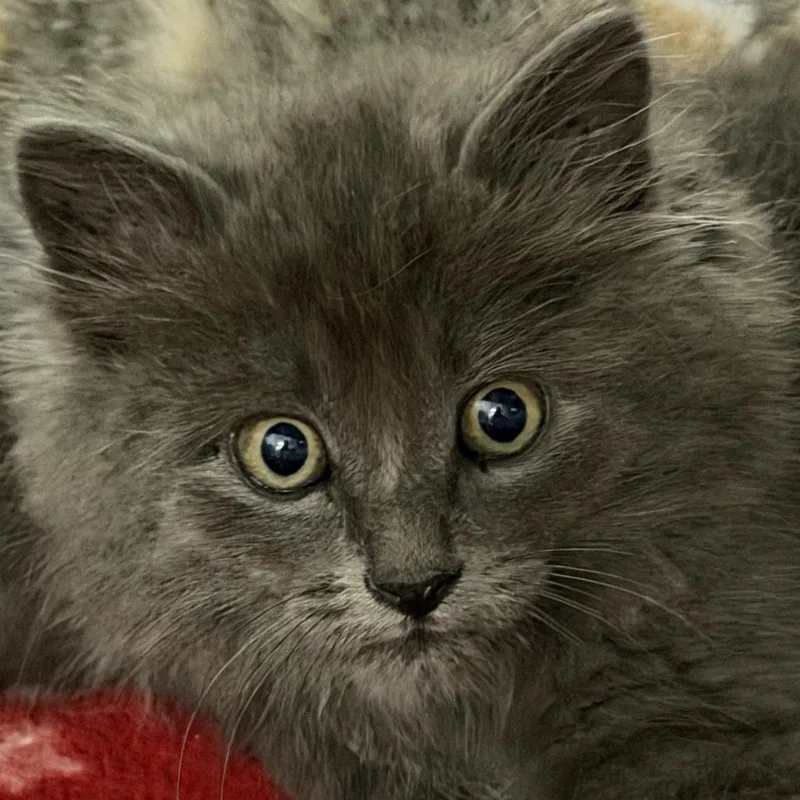 A baby small-sized male Gray / Blue / Silver Domestic Long Hair cat named Compass for adoption in Idaho Falls, ID