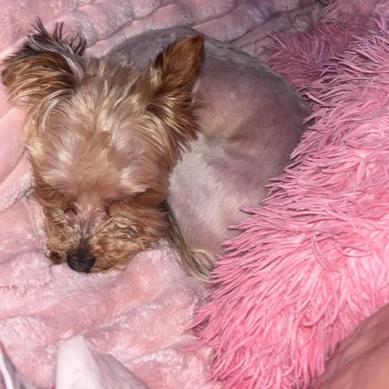Roxy thumbnail 5