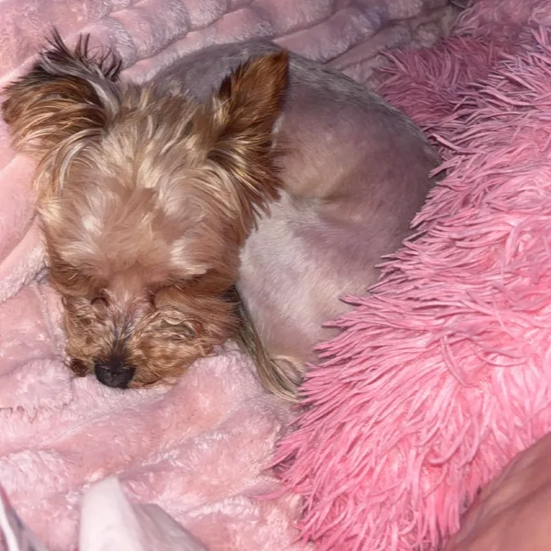 Roxy thumbnail 6