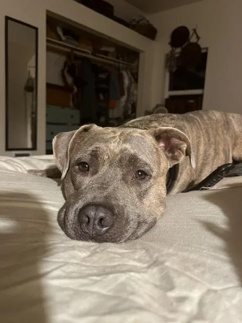 An adult large-sized male Pit Bull Terrier dog named Augie for adoption in Susanville, CA