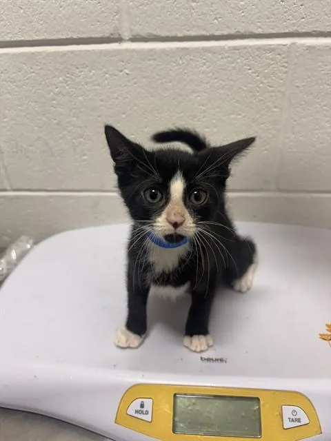 A baby small-sized male Domestic Short Hair cat named Mars for adoption in Upper Marlboro, MD