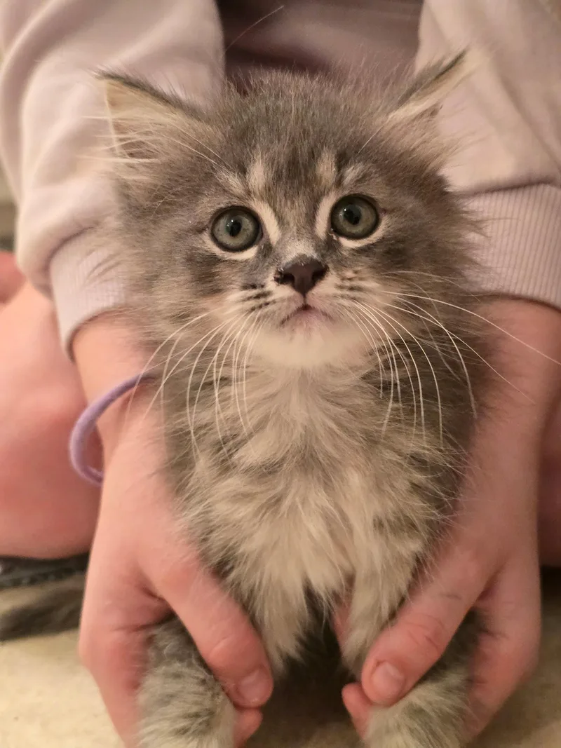 A baby medium-sized female Maine Coon cat named Snookums for adoption in Buford, GA