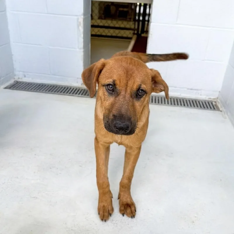 A baby medium-sized female Red / Chestnut / Orange Black Mouth Cur dog named Fallon for adoption in Bastrop, TX