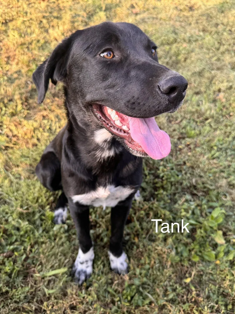 A young medium-sized male Labrador Retriever dog named Tank Dot LOCAL for adoption in Wakefield, RI
