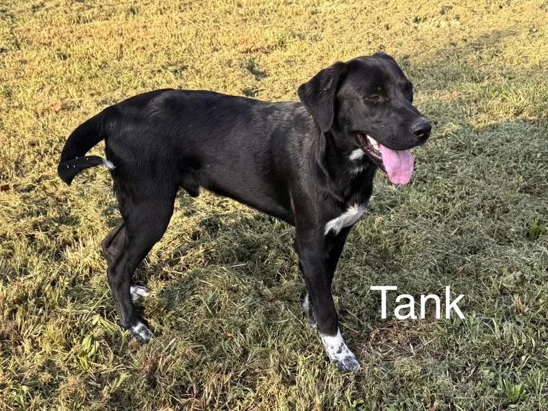 Tank Dot LOCAL thumbnail 2