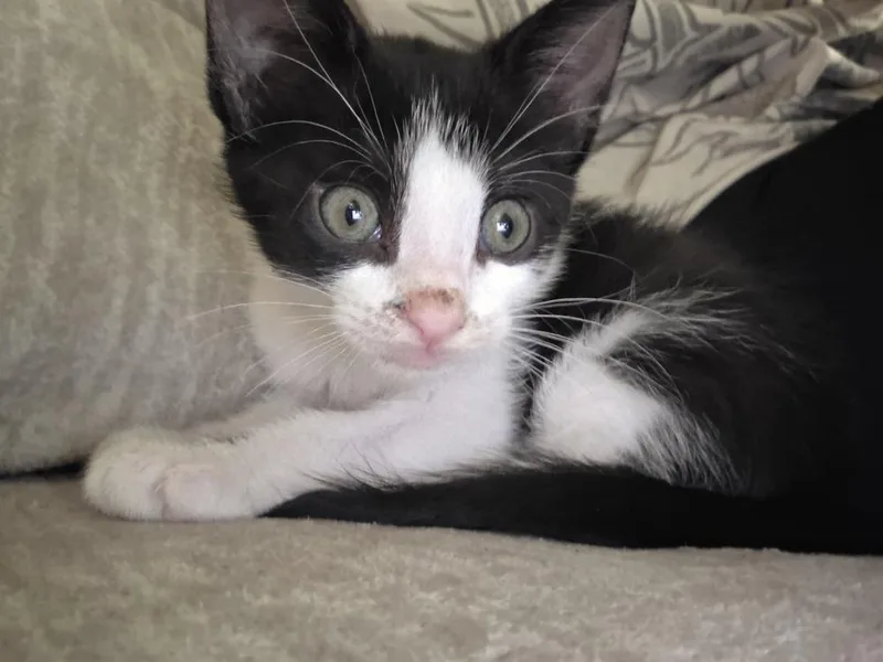 A baby small-sized male Black Domestic Short Hair cat named Turbo for adoption in Brandon, FL