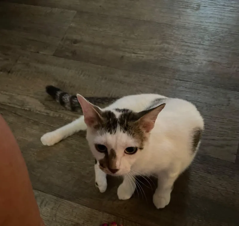 A young medium-sized female Domestic Short Hair cat named Falicia for adoption in Cleveland, OK