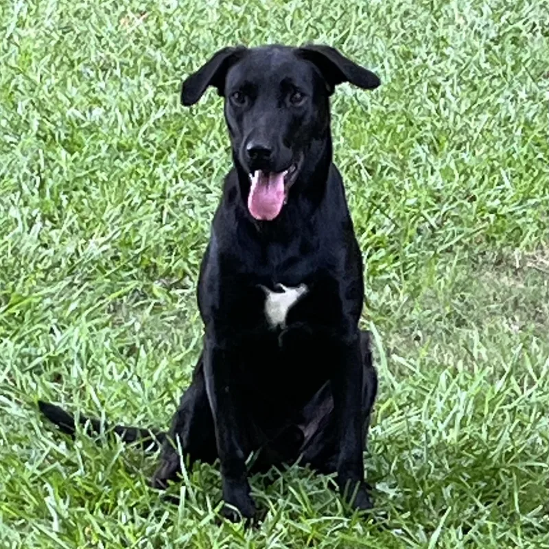 A young medium-sized male Black Labrador Retriever dog named Ryder for adoption in Queen City, TX