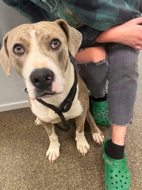 An adult medium-sized female American Bulldog dog named Dorothy for adoption in Newport, KY
