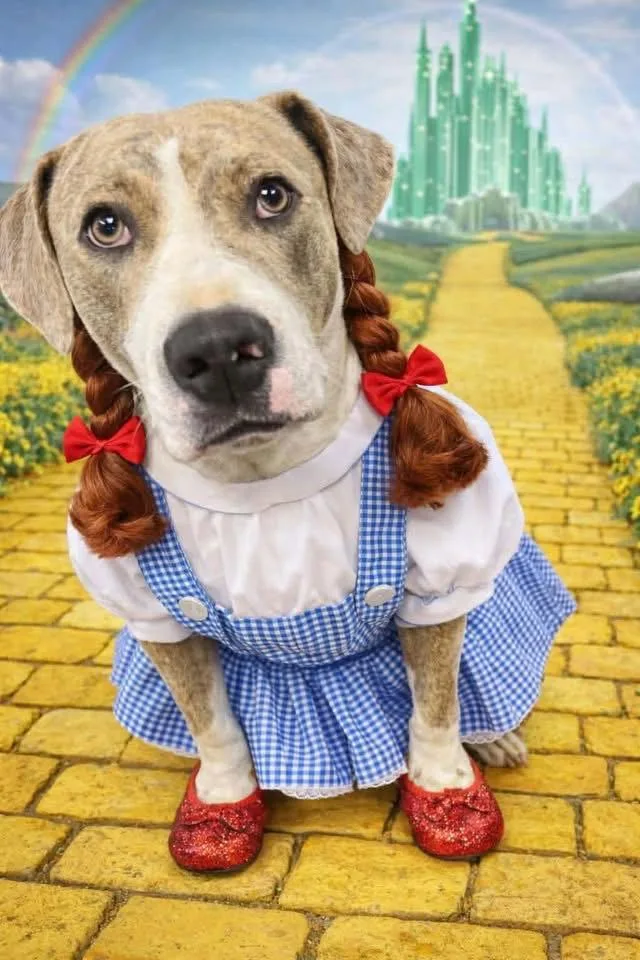 Dorothy thumbnail 3